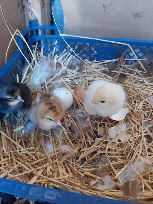 Une Bastide A La Ferme, Avec Piscine Tavernes