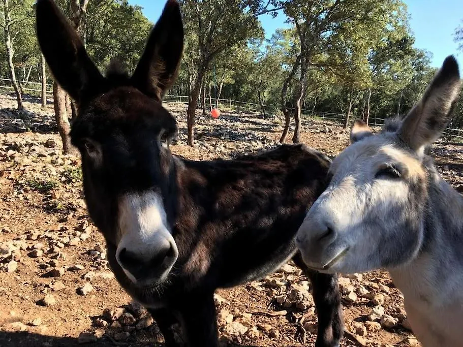 Une Bastide A La Ferme, Avec Piscine Tavernes Holiday home